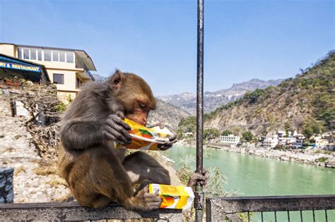 News: In Lab Turned Casino, Gambling Monkeys (NPR News).